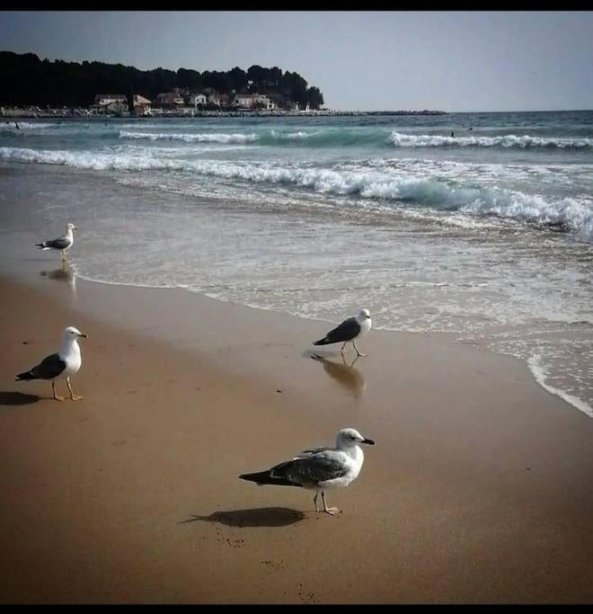 La Seyne-sur-mer, Tamaris Massada. *